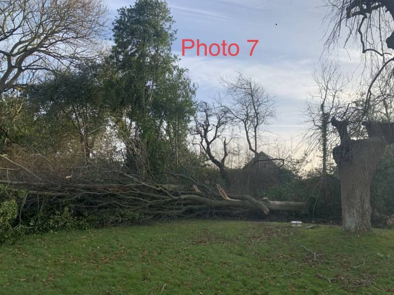 Obtenir un élagage sur un arbre déraciné après une tempête à Saint-Romain-de-Colbosc proche de Gonfreville-l'Orcher 76