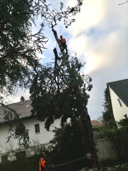 Elagage et démontage d'arbre